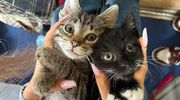 Kociarnia się zamyka. Koty szukają domów 