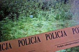 30 krzewów konopi pod Nowym Miastem. 17-latek zatrzymany