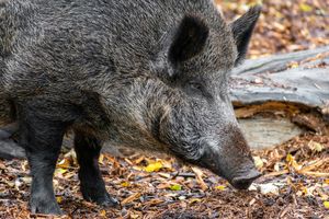 Nocne łowy i dzienne lęki: życie pod dyktando dzików