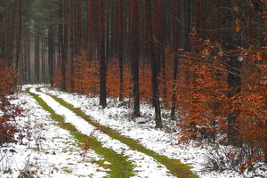 Prawdziwe piękno powstaje w naturze. Weź udział w konkursie 
