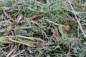 Zimno nie ustępuje. Przed nami coraz większe spadki temperatur