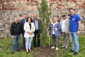 700 drzew na 700-lecie. Sadzonki dla mieszkańców, Dąb Pamięci i tablica 