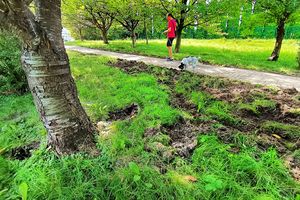 Olsztyńska Wiśniowa Aleja zniszczona. Czy straż miejska zajęła się sprawą? 