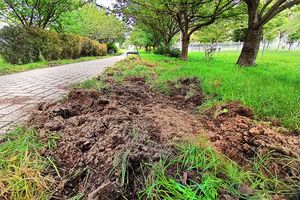 Popularna Wiśniowa Aleja w Olsztynie zniszczona? [ZDJĘCIA]