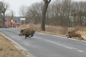 Coraz więcej kolizji z udziałem dzikich zwierząt