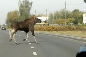 Łoś wbiegł pod jeepa w Skarlinie