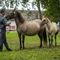 Wyjątkowy jubileusz 70-lecia hodowli rezerwatowej konika polskiego w Popielnie za nami