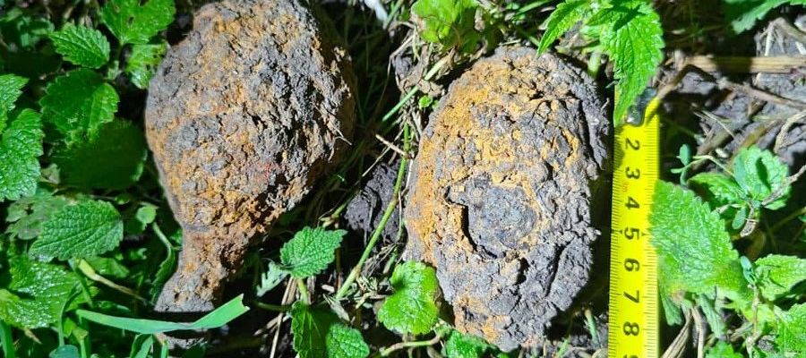 Granaty w ogródku. Szybka reakcja zapobiegła nieszczęściu