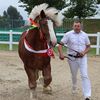 Wystawa i aukcja w Boguchwale: ogiery zimnokrwiste i śląskie klacze 