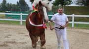 Wystawa i aukcja: ogiery zimnokrwiste i śląskie klacze 
