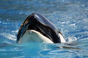 Orki atakują. Kogo wybierają za cel?