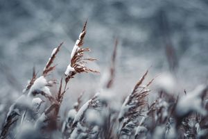 Nadciąga arktyczny cios! Od poniedziałku mróz uderzy w Polskę