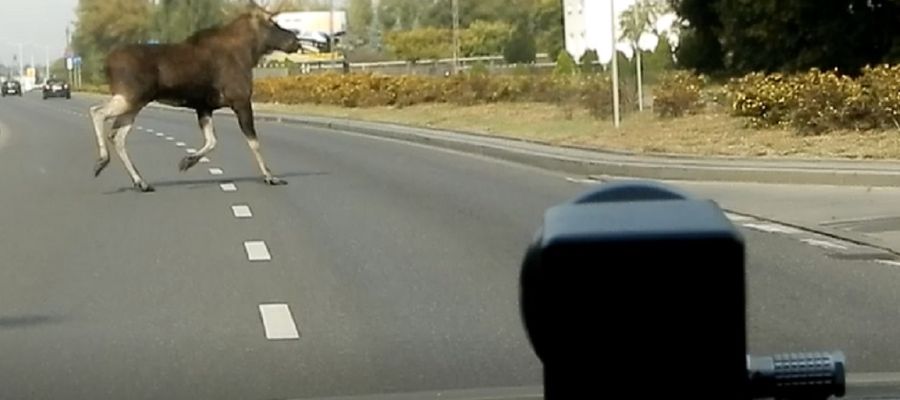 Uwaga na zwierzęta leśne! Zdjęcie ilustracyjne