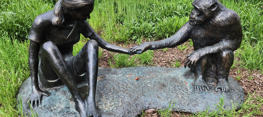 Rzeźba Jane Goodall i Davida Greybearda przed Muzeum Historii Naturalnej Field w Chicago