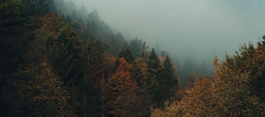 Zdjęcie jest ilustracją do tekstu 