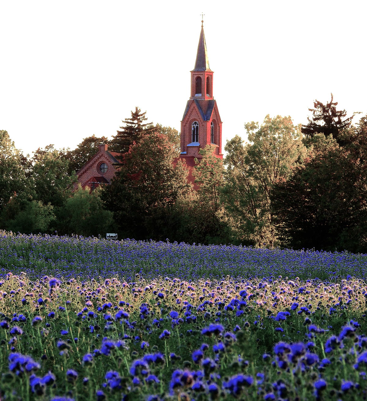 Pola w Pokrzydowie w otoczeniu firmy Babalskich