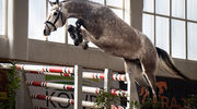 Najskoczniejsze były siwa oldenburska i gniady gorącokrwisty