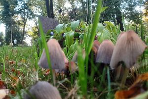 Budowę ratusza przeżyły tylko dwie osoby