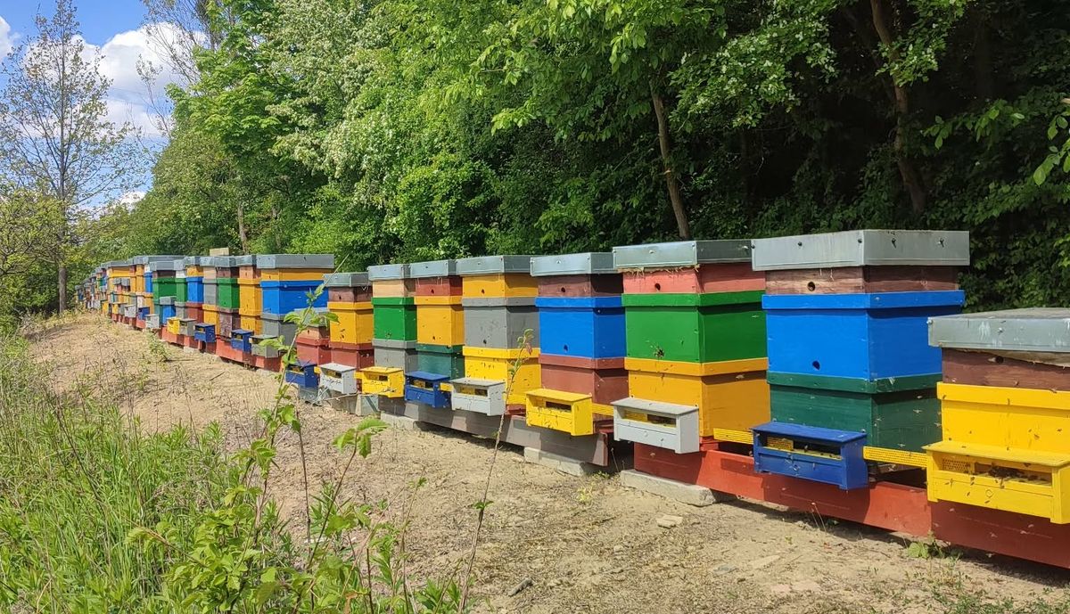 Różnobarwne ule w pasiece Pszczele Skarby