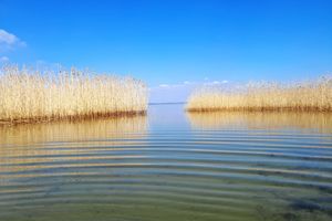 Spoili olbrzyma gorzałką