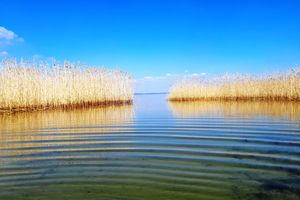 Perły z mazurskiej łuski.