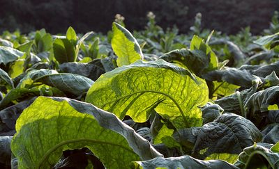 Rekordowy eksport polskiej żywności: Niemcy, Ukraina i tytoń