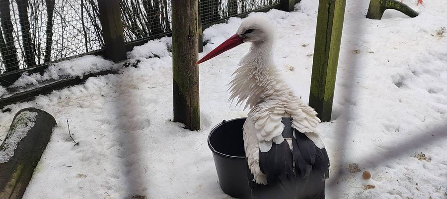 Dramatyczny powrót Krutka. Uratowali go dobrzy ludzie