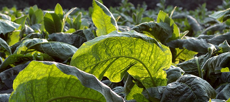 Rekordowy eksport polskiej żywności: Niemcy, Ukraina i tytoń