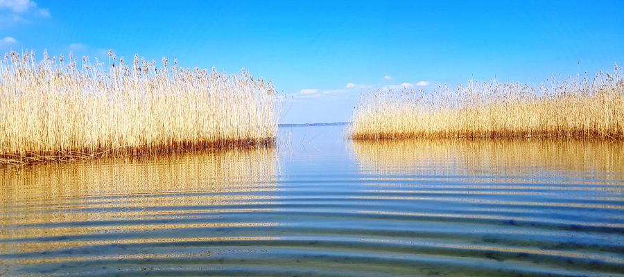 Perły z mazurskiej łuski.
