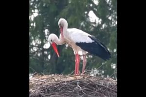 Krutek już nie jest sam 