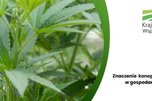 Konopie włókniste: uproszczone zasady i większy nadzór