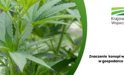 Konopie włókniste: uproszczone zasady i większy nadzór