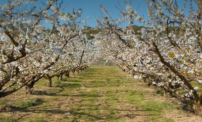 Nowe przepisy dotyczące obrotu środkami ochrony roślin