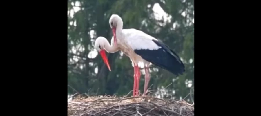 Krutek już nie jest sam 