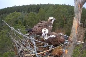 Rybołowy wróciły do gniazda