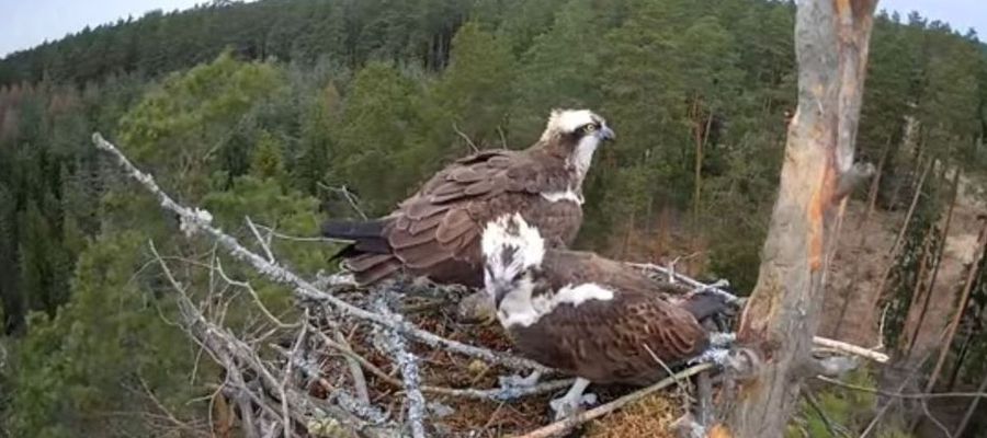 Rybołowy wróciły do gniazda