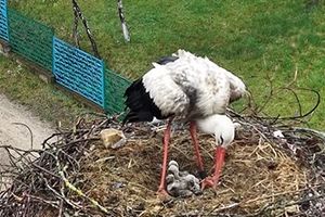 Bociani celebryta z Mazur ma pięcioro dzieci